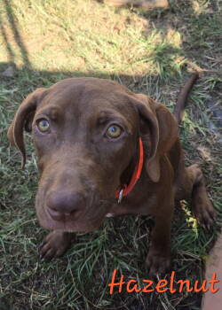 Rescue Hound Dogs for Adoption in Jackson, Mississippi - Hazelnut | PetCurious