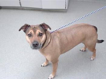 Labrador Retriever and Mixed Breed Dogs Available for Adoption in Omaha, Nebraska - JAX | PetCurious