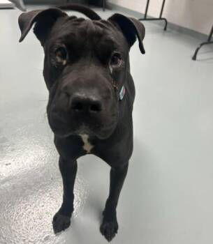 VELVET -  Shar Pei and Mixed Breed Dog for Adoption in St. Cloud, Florida - VELVET | PetCurious