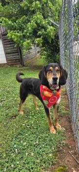 Sergeant -  Hound and Mixed Breed Dog Available for Adoption in Fayetteville, Arkansas - Sergeant | PetCurious