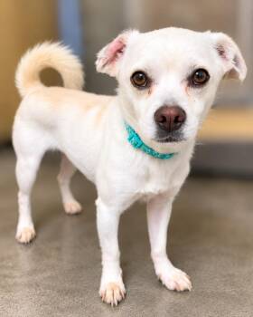 KING -  Chihuahua Dog for Adoption in El Segundo, California - KING | PetCurious
