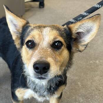 Mixed Breed Dogs Available for Adoption in Las Cruces, New Mexico - Luana | PetCurious