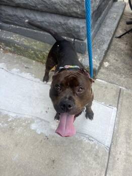 Miss Poppi Seed -  Mixed Breed Dog for Adoption in New York, New York - Miss Poppi Seed | PetCurious