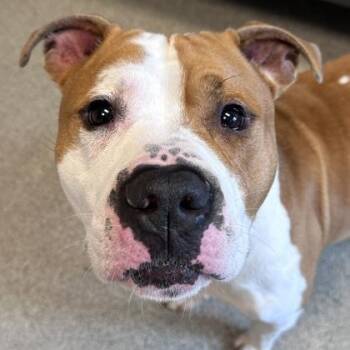 Aries -  Mixed Breed Dog for Adoption in Lansing, Michigan - Aries | PetCurious