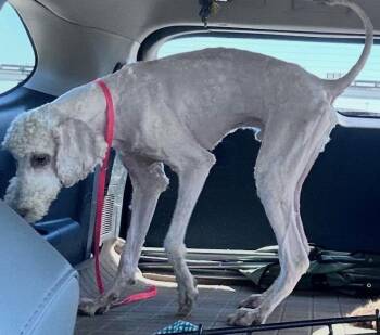 Standard Poodle Dogs Available for Adoption in Grand Bay, Alabama - Apollo | PetCurious