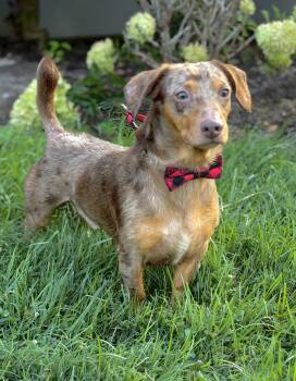 Ranger -  Dachshund Dog for Adoption in Maryville, Tennessee - Ranger | PetCurious