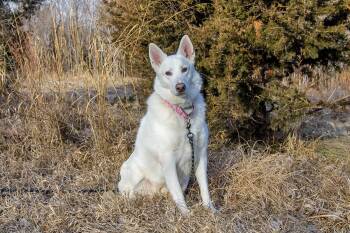 German Shepherd Dog and Husky Dogs Available for Adoption - Princess  | PetCurious