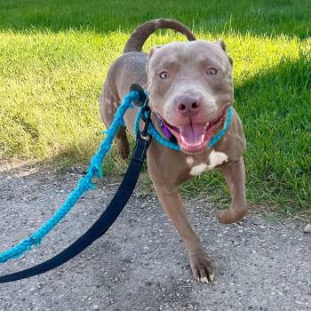 Rescue Pit Bull Terrier Dogs for Adoption in Grand Forks, North Dakota - McDreamy | PetCurious