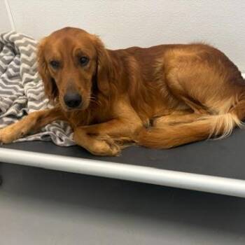 COOPER B -  Golden Retriever Dog for Adoption in Louisville, Kentucky - COOPER B | PetCurious