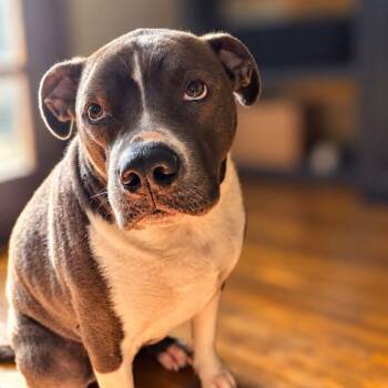 Poseidon -  Mixed Breed Dog for Adoption in Warren, Ohio - Poseidon | PetCurious