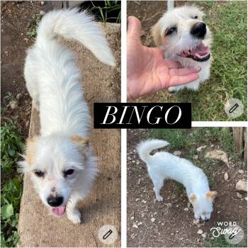 Parson Russell Terrier Dogs Available for Adoption in New Braunfels, Texas - Bingo | PetCurious