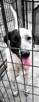 Rescue Pointer and Dalmatian Dogs for Adoption in Palacios, Texas - Pogo | PetCurious