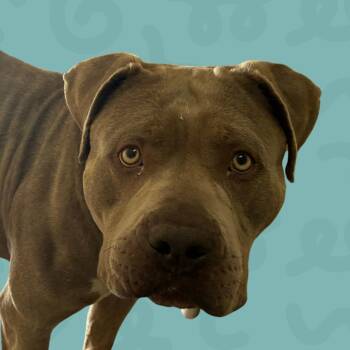 Meg -  Mixed Breed Dog for Adoption in Reno, Nevada - Meg | PetCurious