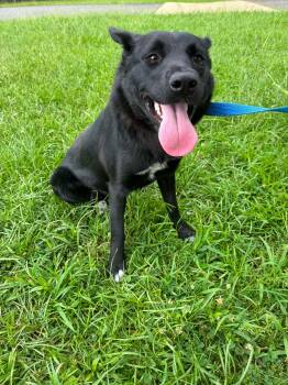 Pippi -  German Shepherd Dog and Border Collie Dog for Adoption in Fort Collins, Colorado - Pippi | PetCurious