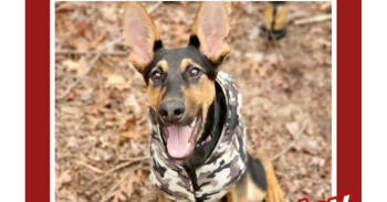 Rescue German Shepherd Dog and Hound Dogs for Adoption in Youngsville, North Carolina - Berkley | PetCurious
