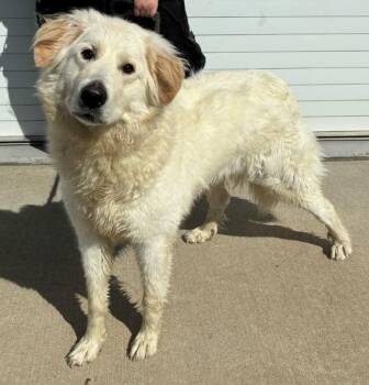 Great Pyrenees Dogs Available for Adoption in Newport, New Hampshire - Emi | PetCurious