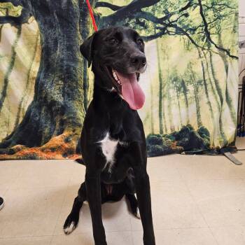 Rescue Black Labrador Retriever Dogs for Adoption in Lake Panasoffkee, Florida - Nina | PetCurious