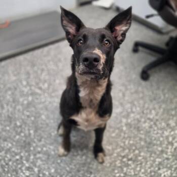Fur (Flint) -  Catahoula Leopard Dog and Mixed Breed Dog for Adoption in Parkersburg, West Virginia - Fur (Flint) | PetCurious