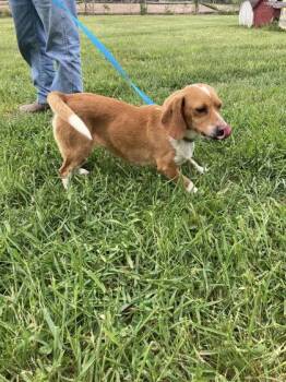 Beagle and Mixed Breed Dogs Available for Adoption in Hobart, Indiana - Gidget | PetCurious