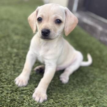 Chihuahua Dogs Available for Adoption in Loxahatchee Groves, Florida - Hash Browns 3788 | PetCurious