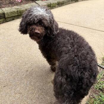 Nico -  Miniature Poodle Dog for Adoption in Chester Springs, Pennsylvania - Nico | PetCurious
