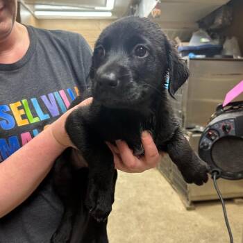 Black Labrador Retriever and Labrador Retriever Dogs Available for Adoption - Maureen | PetCurious