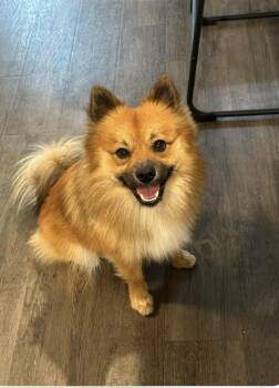 Rescue Pomeranian Dogs for Adoption in Richmond, Texas - Brown Bear | PetCurious