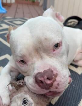 Rescue Mixed Breed Dogs for Adoption in Chamblee, Georgia - DoeDoe - IN FOSTER | PetCurious