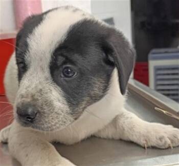 ASH -  Labrador Retriever and Mixed Breed Dog for Adoption in San Bernardino, California - ASH | PetCurious