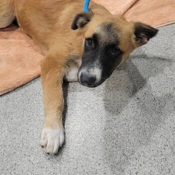 Clover -  Shepherd and Black Mouth Cur Dog for Adoption in Tampa, Florida - Clover | PetCurious