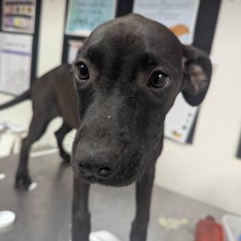 Chess Piece -  Terrier Dog for Adoption in Birmingham, Alabama - Chess Piece | PetCurious