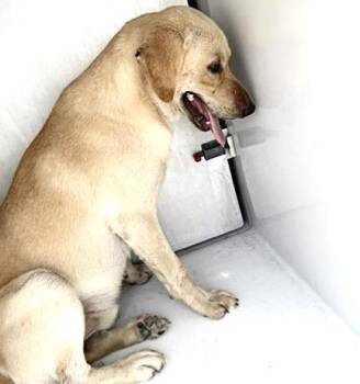 A660012 -  Labrador Retriever Dog for Adoption in Houston, Texas - A660012 | PetCurious