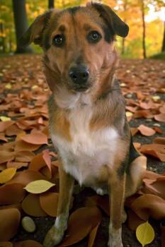 Rescue Australian Shepherd and Mixed Breed Dogs for Adoption in Athens, Tennessee - Kylo Aka Chumlee | PetCurious