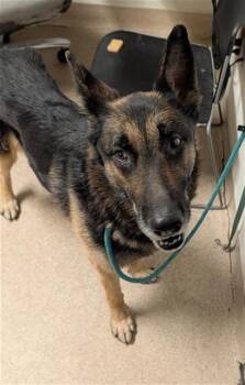 King Boo - URGENT -  German Shepherd Dog Dog for Adoption in Thousand Oaks, California - King Boo - URGENT | PetCurious
