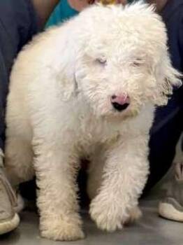 Casper -  Aussiedoodle Dog for Adoption in Sudbury, Massachusetts - Casper | PetCurious