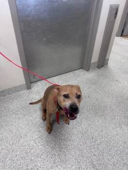 Rescue Pit Bull Terrier Dogs for Adoption in Pasadena, Texas - GYPSY | PetCurious