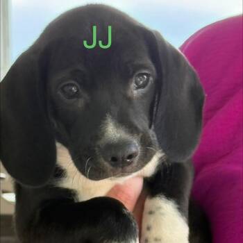 JJ -  Coonhound Dog for Adoption in Allentown, Pennsylvania - JJ | PetCurious