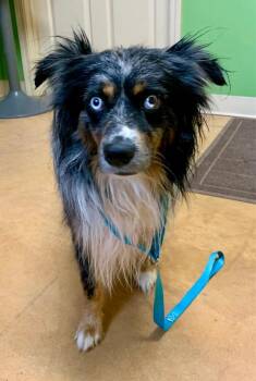Duke -  Australian Shepherd Dog for Adoption in Thayne, Wyoming - Duke | PetCurious