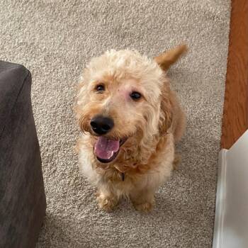 Goldendoodle Dogs Available for Adoption in Charlotte, North Carolina - Rocky | PetCurious