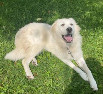 Lyla -  Akbash Dog for Adoption in Bancroft, Ontario - Lyla | PetCurious