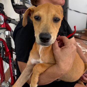 L Pup: Lorenzo -  Labrador Retriever and Mixed Breed Dog for Adoption in Falls Church, Virginia - L Pup: Lorenzo | PetCurious