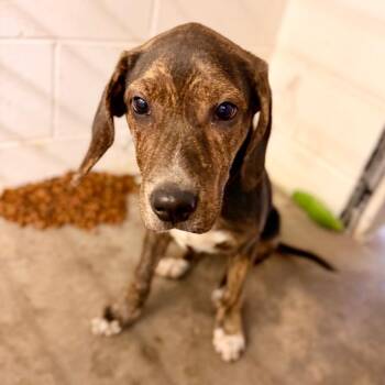 Coonhound and Mixed Breed Dogs Available for Adoption - Rosey | PetCurious