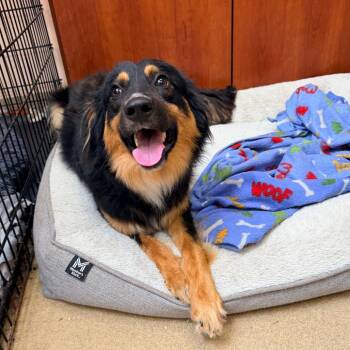 Spaniel Dogs Available for Adoption in Columbus, Georgia - Zac | PetCurious