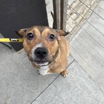 Beagle and Pit Bull Terrier Dogs Available for Adoption in Akron, Ohio - Xena  | PetCurious