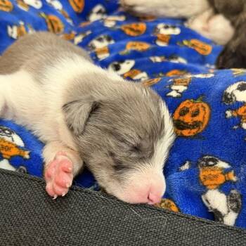 Baby girl 2 -  Border Collie and Mixed Breed Dog for Adoption in San Diego, California - Baby Girl 2 | PetCurious
