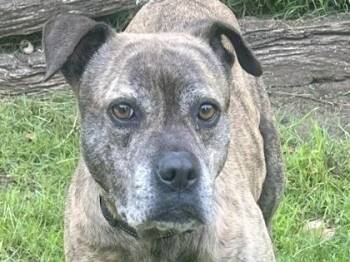 Mixed Breed Dogs Available for Adoption in Georgetown, Texas - Candy | PetCurious