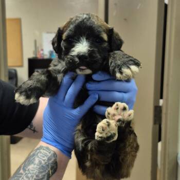 Knobby -  Standard Poodle and Mixed Breed Dog for Adoption in Birmingham, Alabama - Knobby | PetCurious