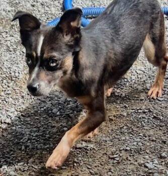 Miss Ledd -  Chihuahua and Australian Cattle Dog Blue Heeler Dog for Adoption in Jackson, Louisiana - Miss Ledd | PetCurious