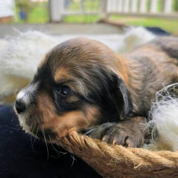 Terrier Dogs Available for Adoption in Shelby, North Carolina - Scotty | PetCurious