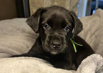 Tavi -  Labrador Retriever Dog for Adoption in Barnhart, Missouri - Tavi | PetCurious